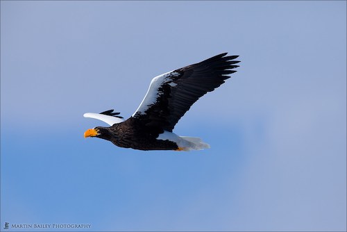 Steller's Sea Eagle in Flight
