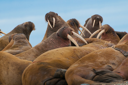 Group of large walrus on the beach in Lagoya, Svalbard, Norway.